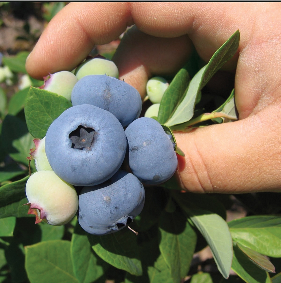 New Hanover Blueberries Fall Creek Nursery Plants