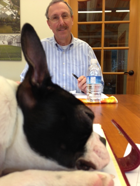 Boston Terrier, Cakes, making himself comfortable in the shareholders' meeting!