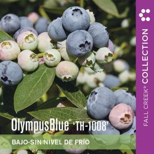 Olympusblueth-1008 branded 800x800es 3-4