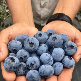 Fall creek ventura berries harvested 100318 in peru c2018 all rights reserved