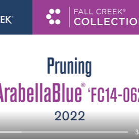 Arabellablue pruning guide