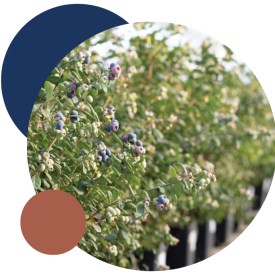 Northern europe external newsletter mailer circle images 2025-01