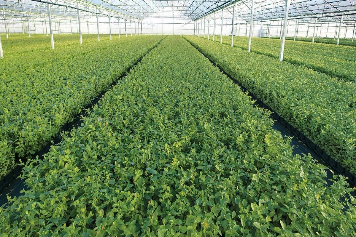 Fall Creek Farm & Nursery World's Leading Blueberry Nursery Stock Company