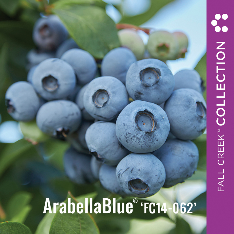 FCC Web_ArabellaBlueFC14-062 branded