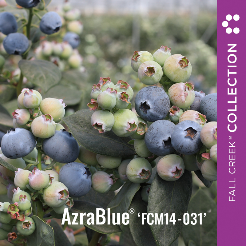 FCC Web_AzraBlueFCM14-031 branded