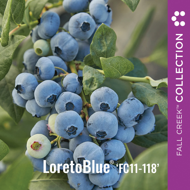 FCC Web_LoretoBlueFC11-118 branded