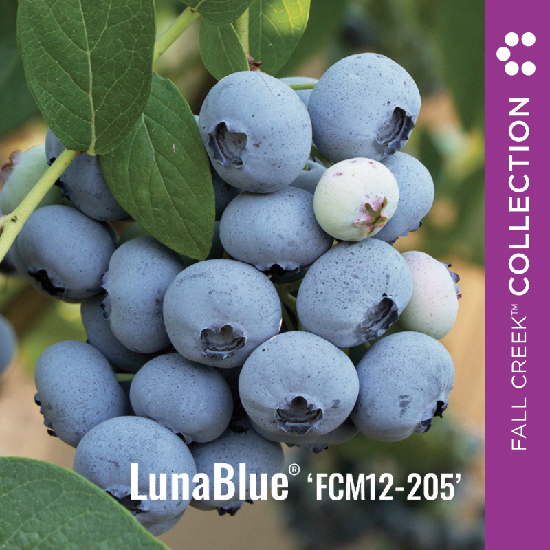 FCC Web_LunaBlueFC12-205 branded