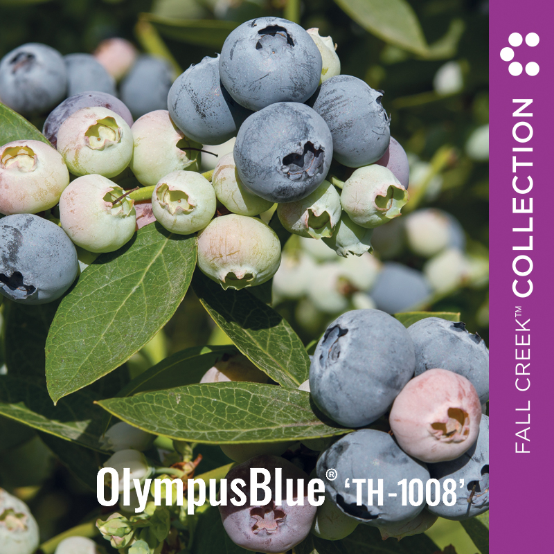 FCC Web_OlympusBlueTH-1008 branded