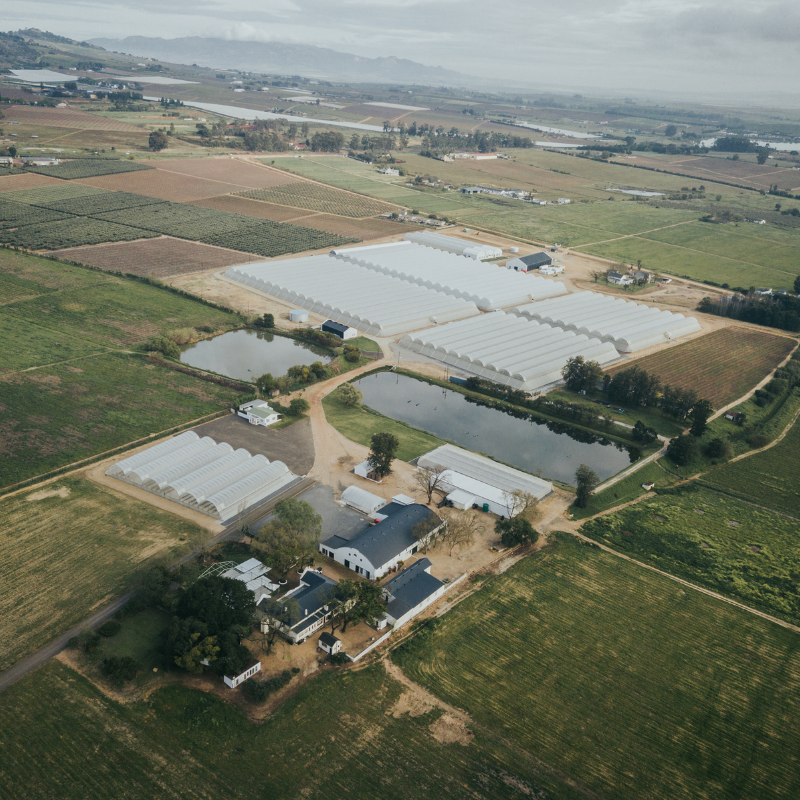 FC South Africa Update