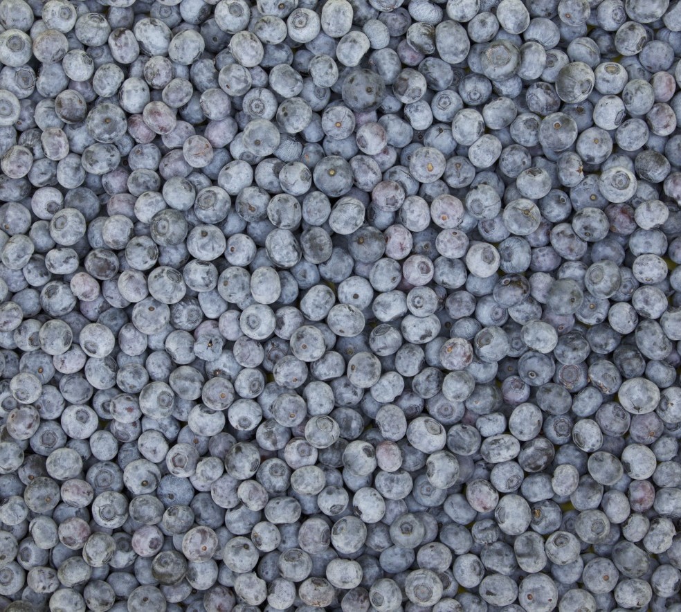 Wall_of_Blueberries_MKD.jpg