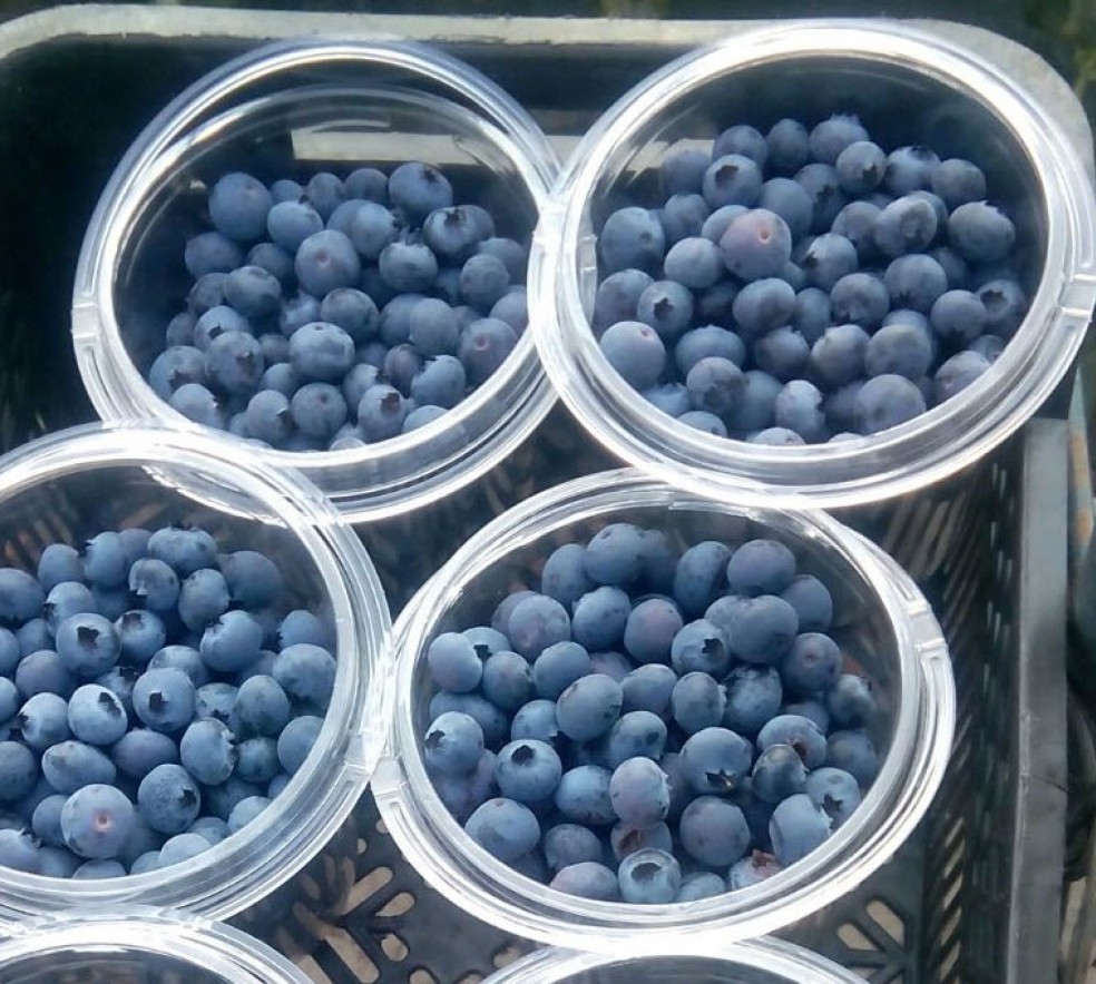 berries_in_jars_crop.jpg