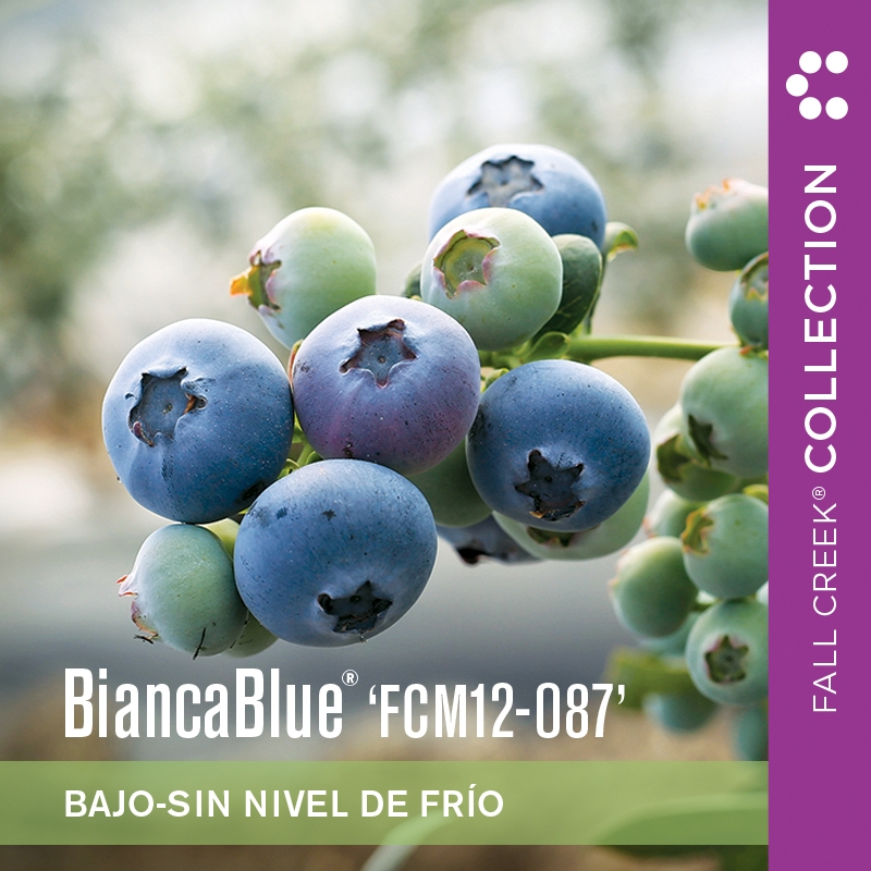 Biancabluefcm12-087 branded 800x800es 3