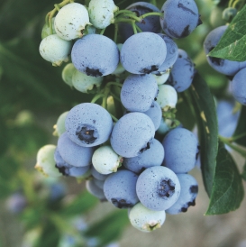 Bluecrop berry july a