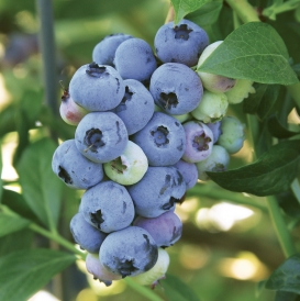 Blueray berries