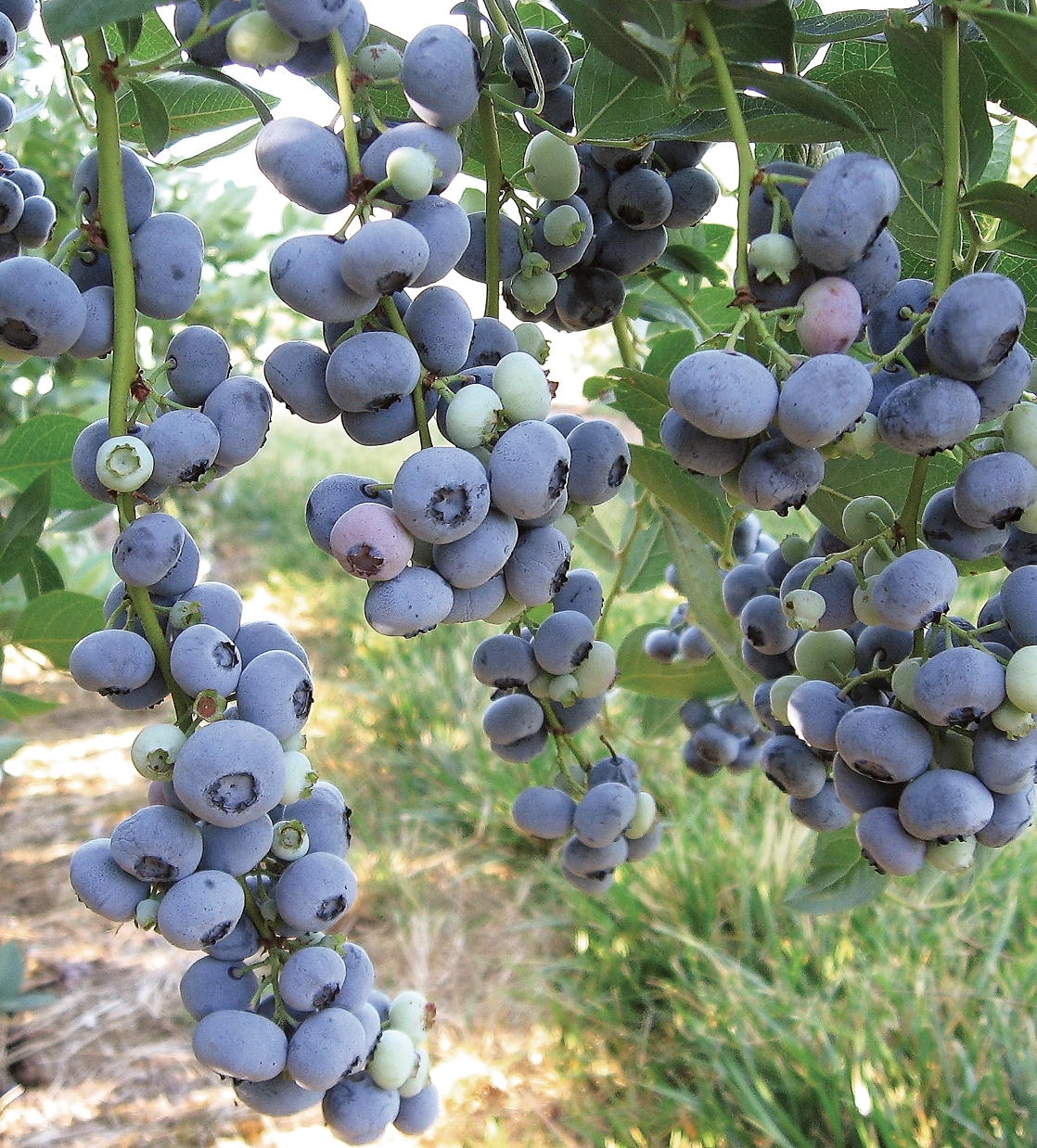 Liberty clusters in field