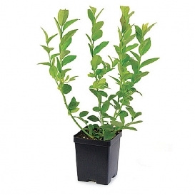 Commercial liter pot  listing-2