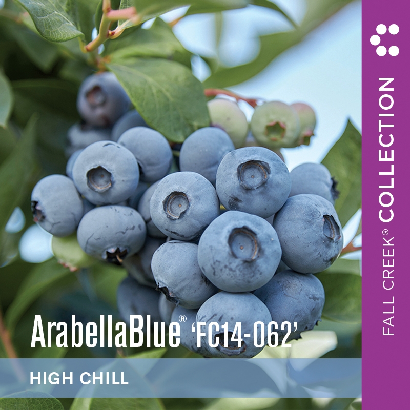 Arabellabluefc14-062 branded 800x800 2-2