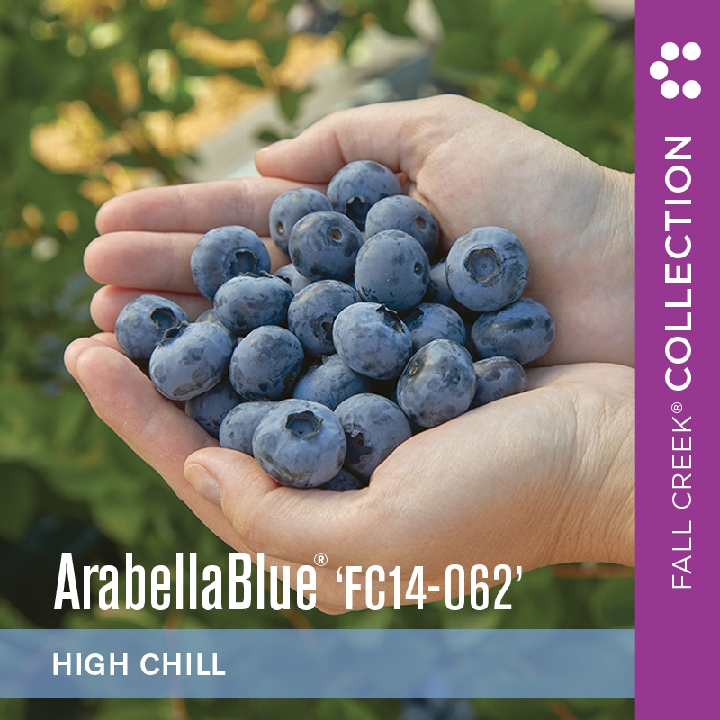 Arabellabluefc14-062 branded 800x800 3-3