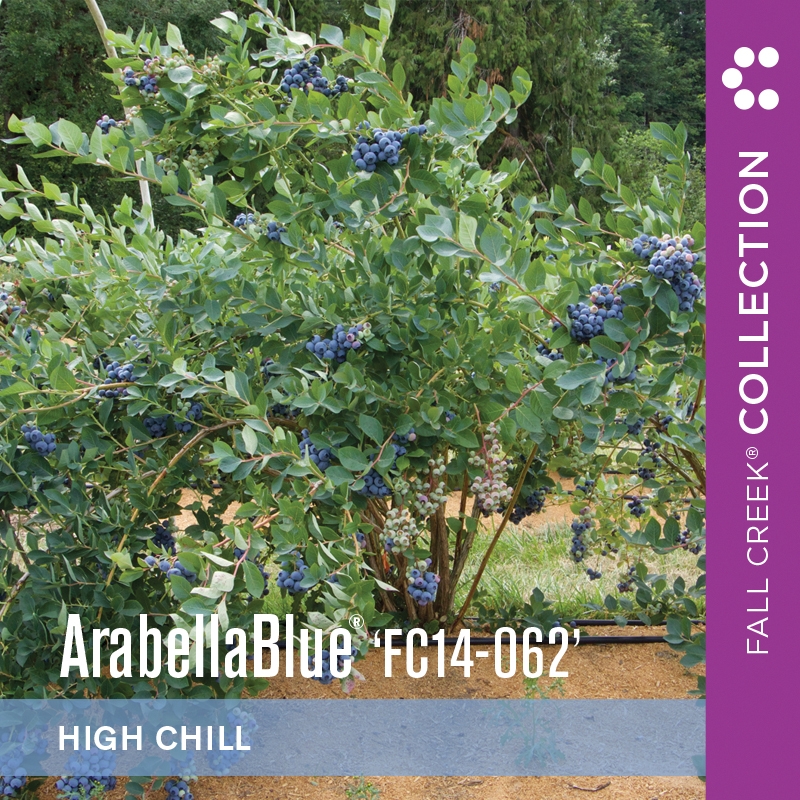 Arabellabluefc14-062 branded 800x800 4-2