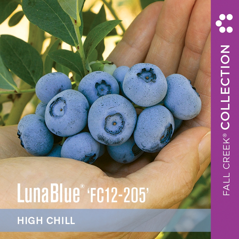 Lunabluefc12-205 branded 800x800 2