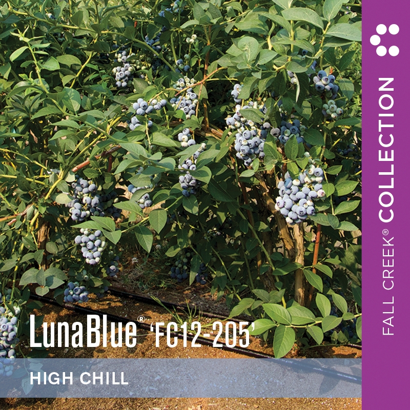 Lunabluefc12-205 branded 800x800 3