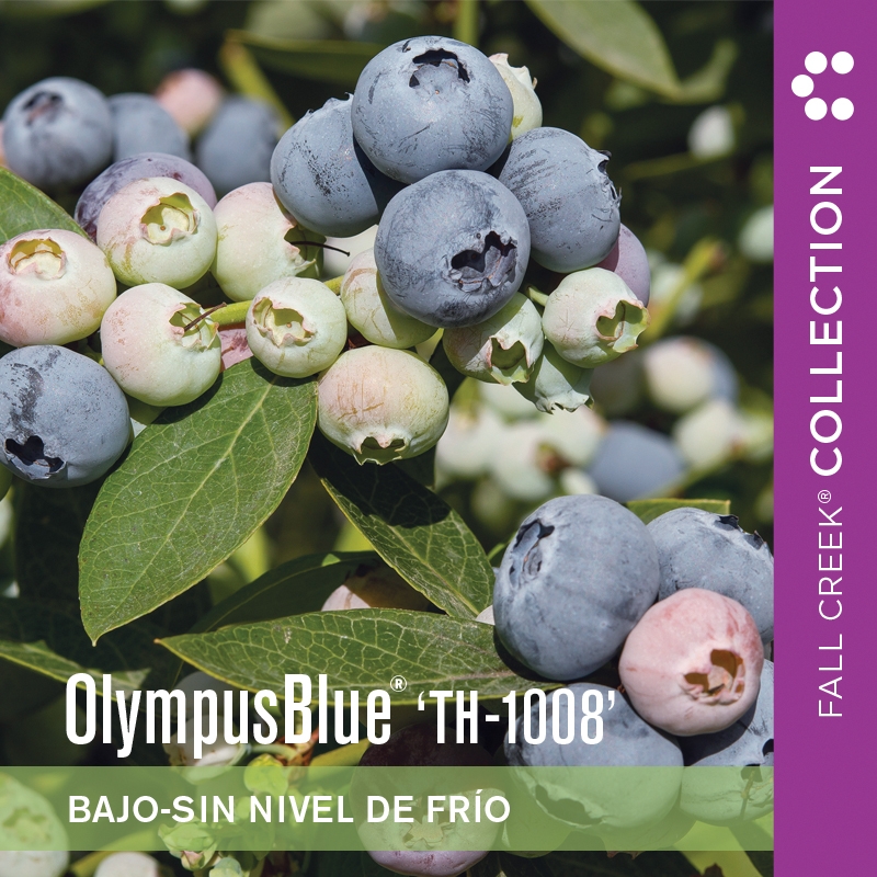 Olympusblueth-1008 branded 800x800es 3-3