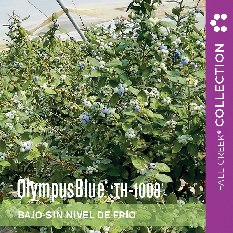 Olympusblueth-1008 branded 800x800es 4-2