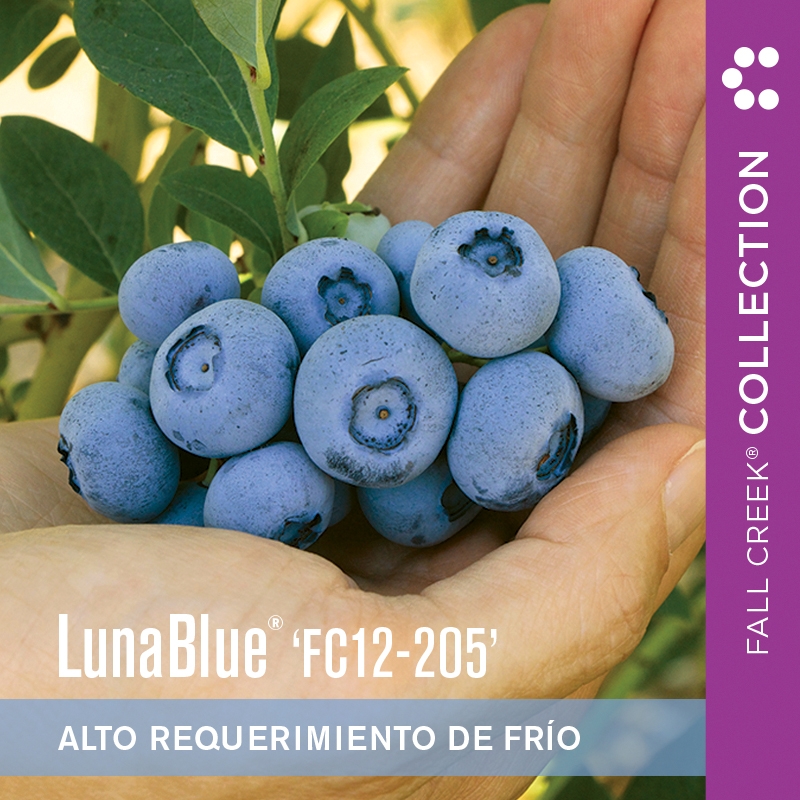 Lunabluefc12-205 branded 800x800es 2-2