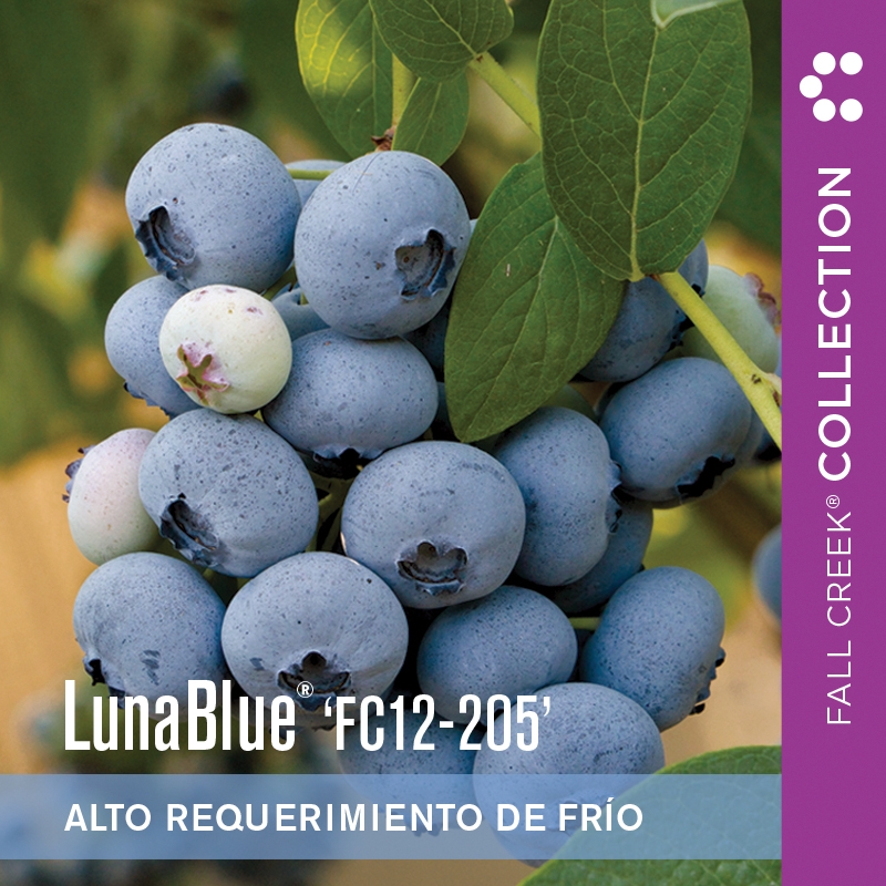 Lunabluefc12-205 branded 800x800es 4-2