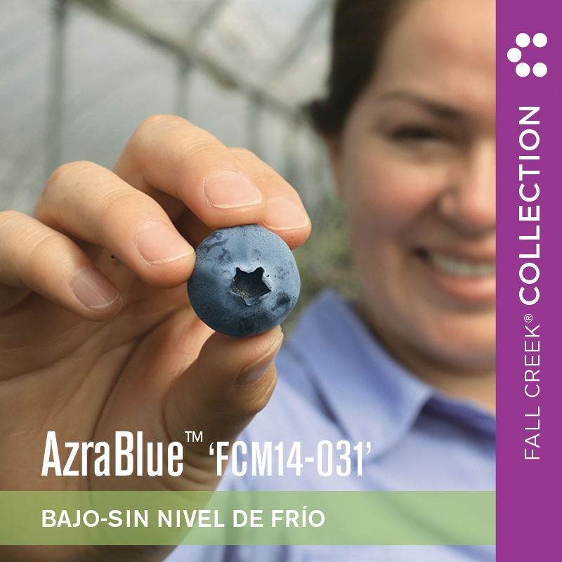 Azrabluefcm14-031 branded 800x800es 2-2