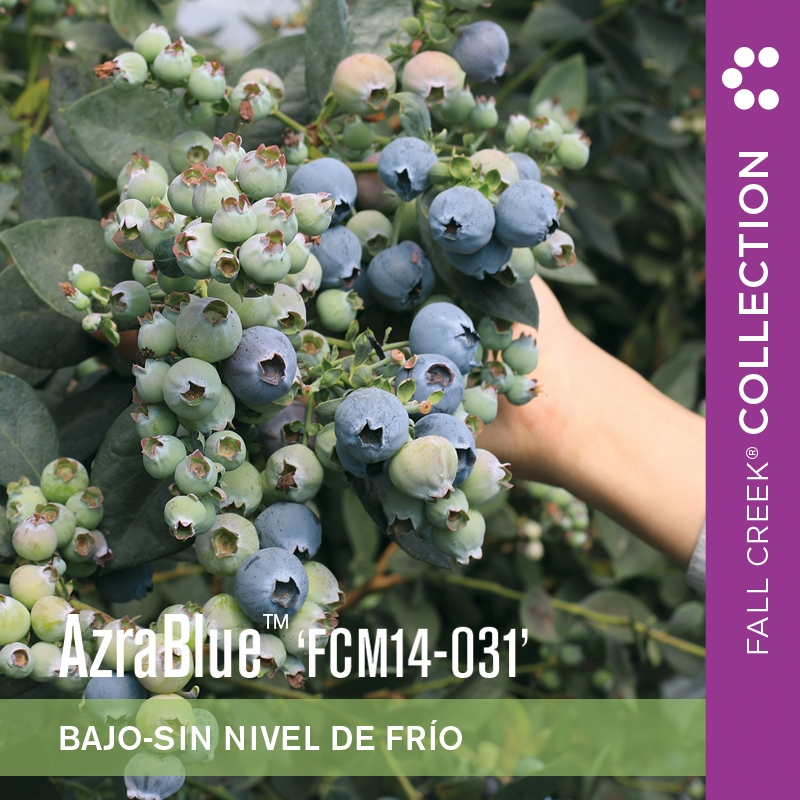 Azrabluefcm14-031 branded 800x800es 4-2