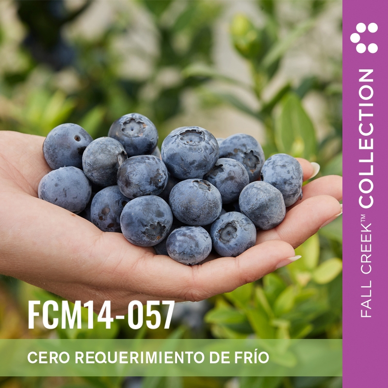 Fcm14-057 branded es 1