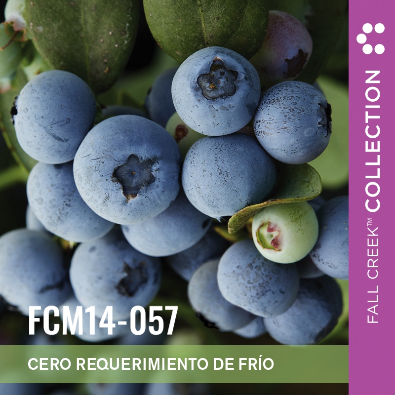 Fcm14-057 branded es 2