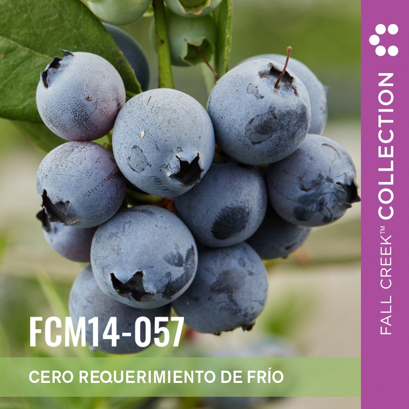 Fcm14-057 branded es 3