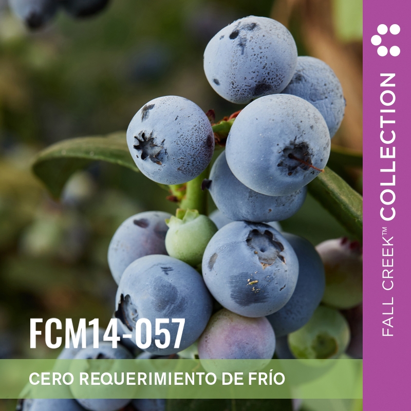 Fcm14-057 branded es 4