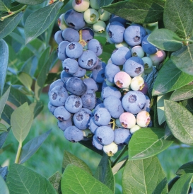 Blueberry Variety Chart