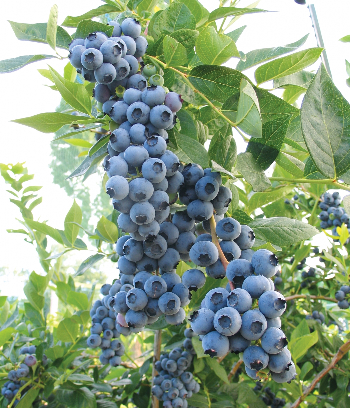 Duke Blueberries @ Fall Creek Nursery | Plants. Varieties ...