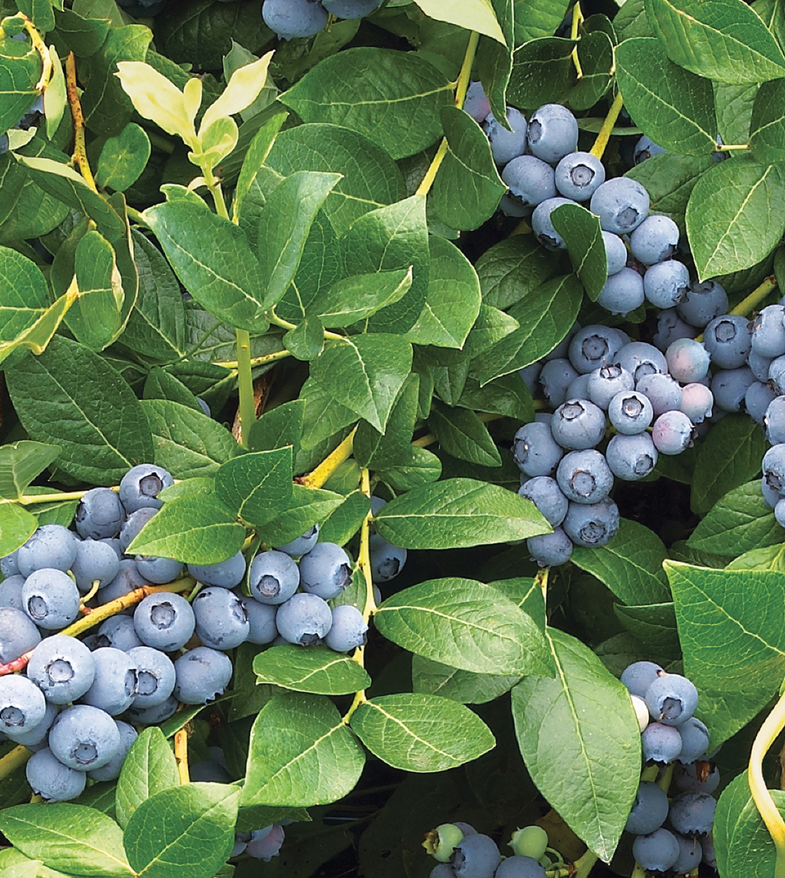 Duke wall of blueberries