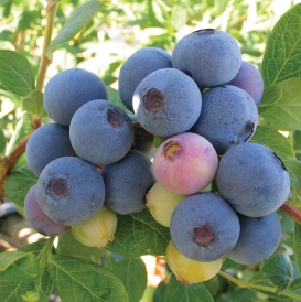 Hardy variety*Giant Delicious Blueberry 50-Finest Seeds*Best For Jam & Conserve*