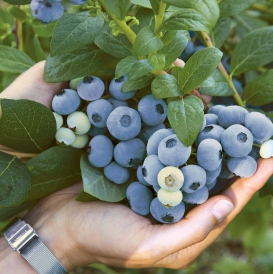 Blueberry Varieties Comparison Chart