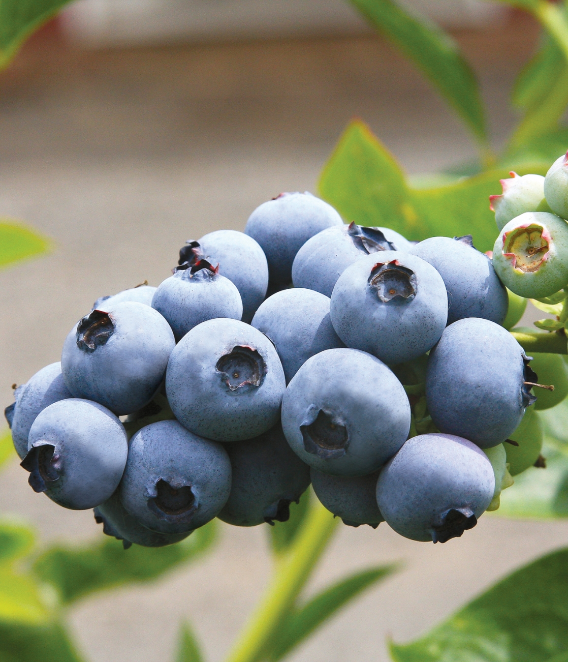 Blueberry Toro large sweet fruit heavy cropping mid season variety 9cm