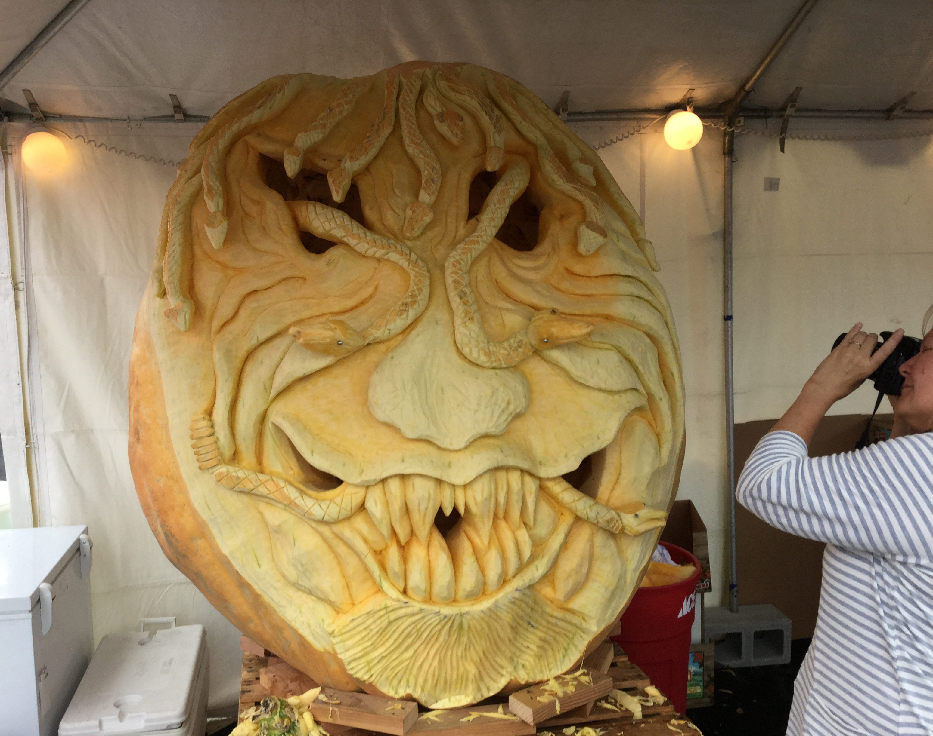 Giant Pumpkin Cully 2015