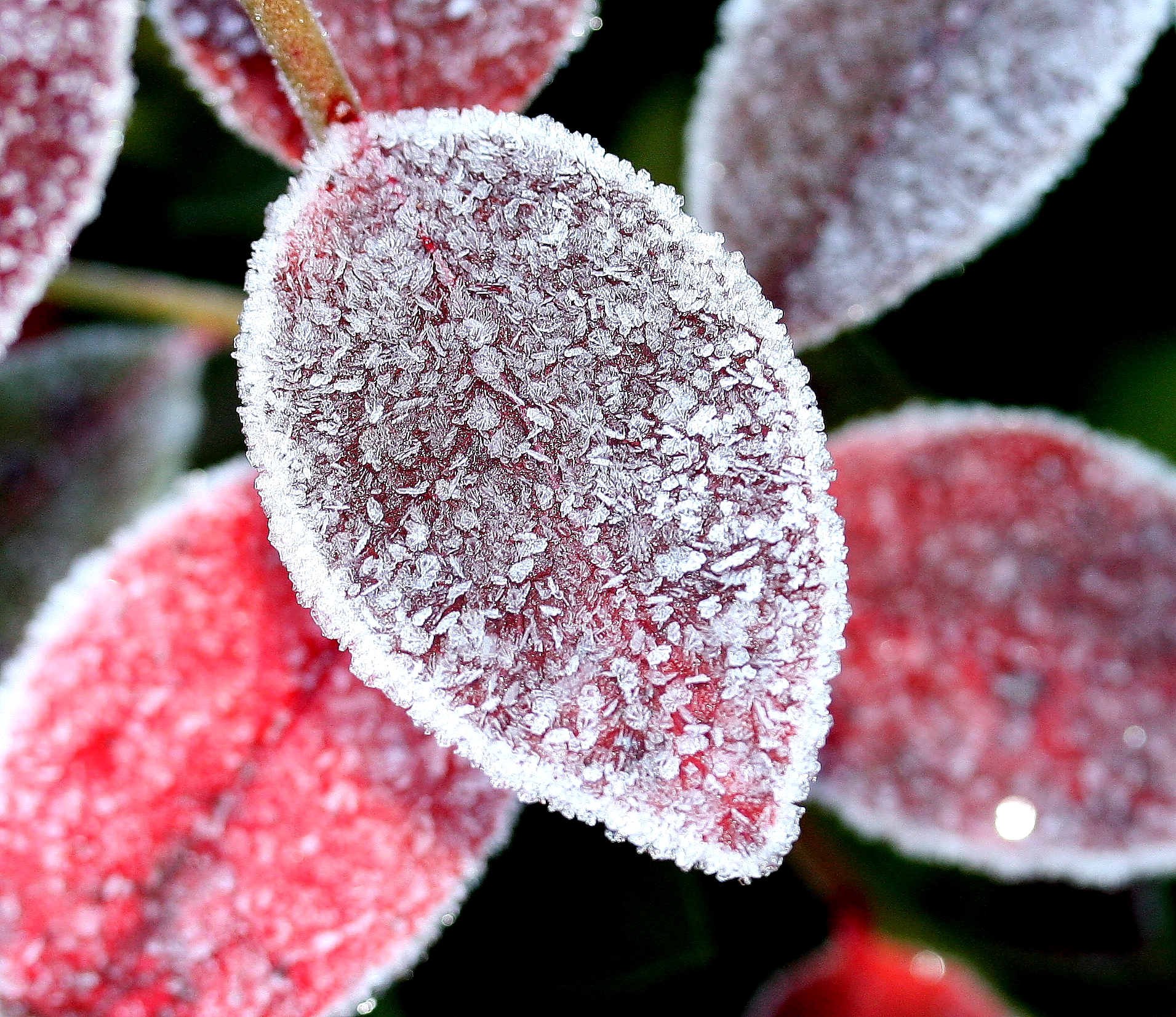 Beautiful red blueberry leaves covered in ice. 