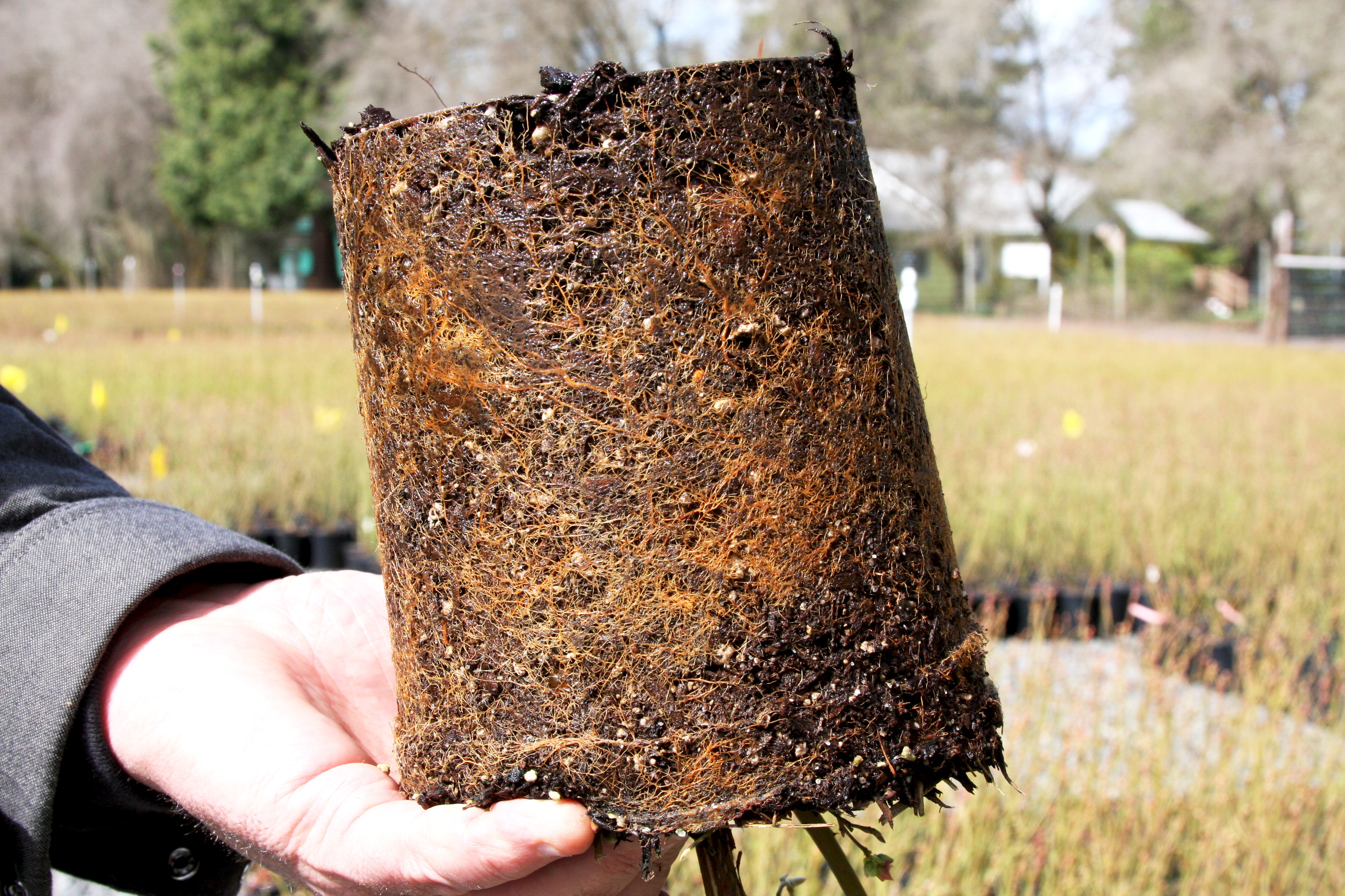 blueberry roots 